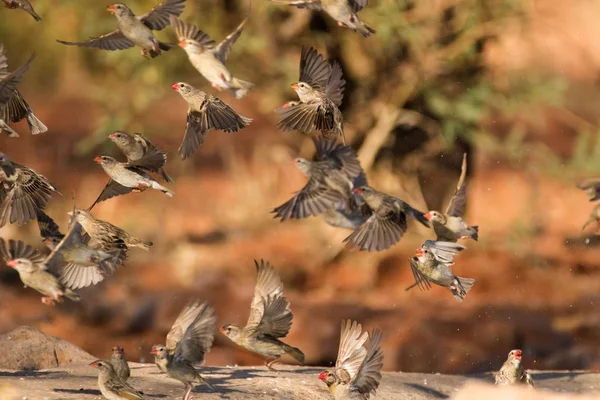 Weaver birds flying around — Stock Photo, Image