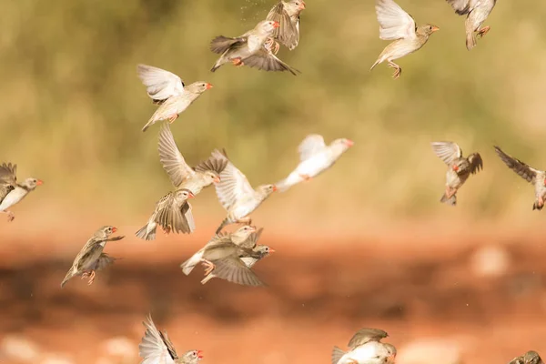 Weaver fåglar som flyger runt — Stockfoto