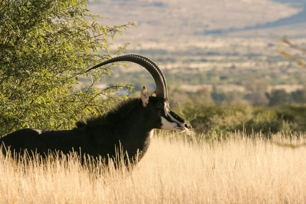 Μοναχικός τρόπαιο Sable Ταύρος — Φωτογραφία Αρχείου