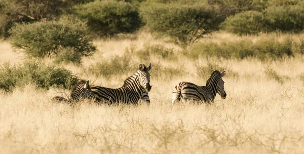 Grup zebra duran uzun otların içinde