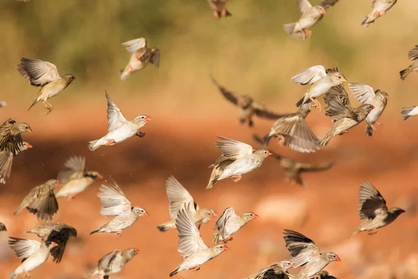 Weaver fåglar som flyger runt — Stockfoto