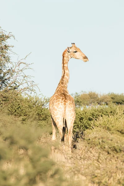 Big Giraffes  walking between the trees — Stock Photo, Image