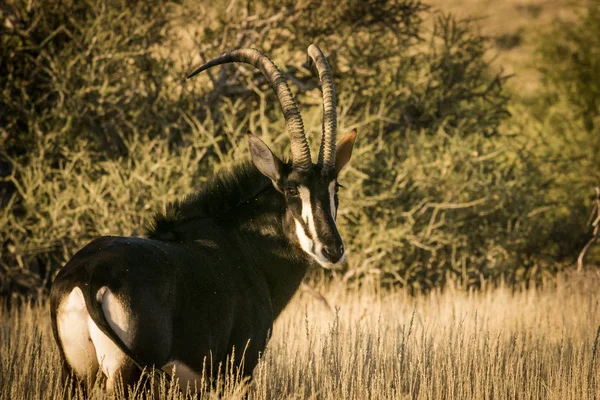 ถ้วยรางวัลโดดเดี่ยว Sable bull — ภาพถ่ายสต็อก