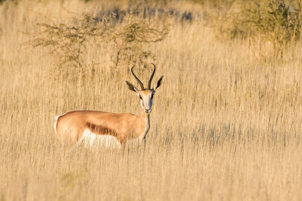 Баран для взрослых в Спрингбаке
 