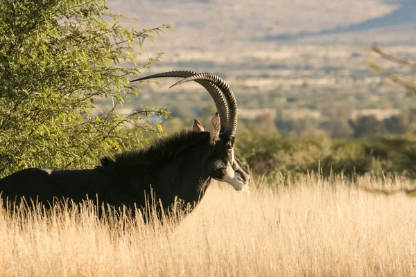 Lone trophy Sable bull — Stock Photo, Image