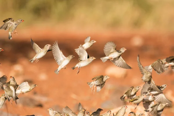 Oiseaux tisserands volant autour — Photo