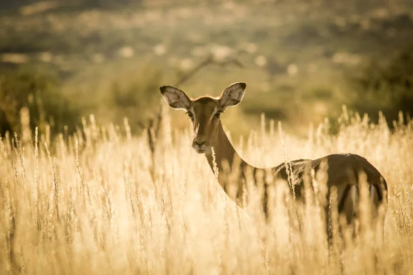 Jonge impala ooi — Stockfoto