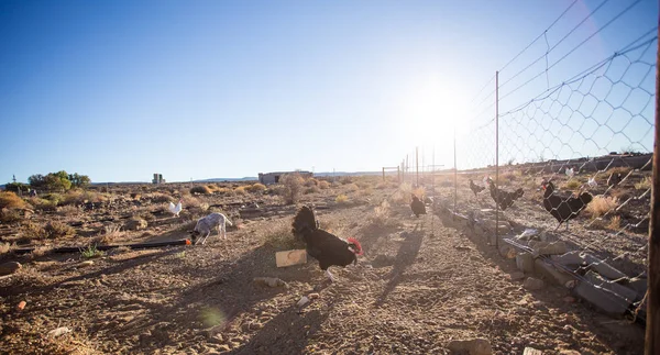 Imagen de un pollo en una granja — Foto de Stock