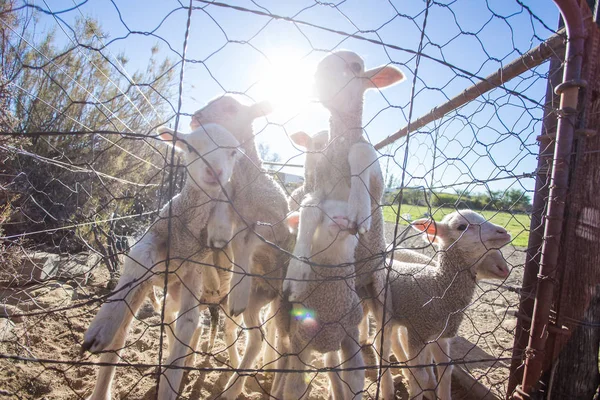Comer ovejas en la granja en Sudáfrica — Foto de Stock
