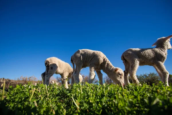 Owce, jedzenie w gospodarstwie w RPA — Zdjęcie stockowe