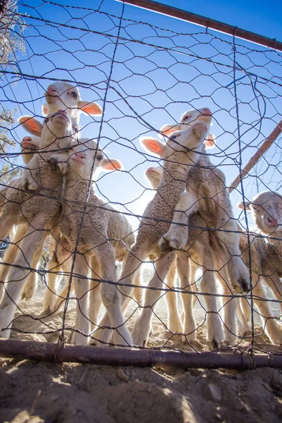 Comer ovejas en la granja en Sudáfrica — Foto de Stock