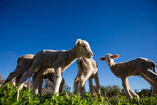 Sheep eating at  farm  in South Africa — Stock Photo, Image