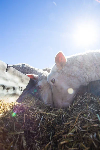 Πρόβατα τρώνε στο αγρόκτημα στη Νότια Αφρική — Φωτογραφία Αρχείου