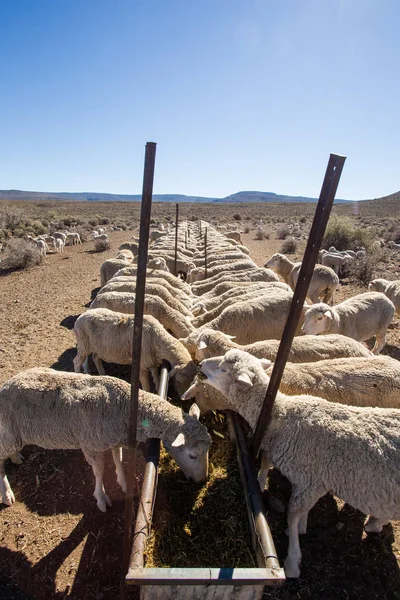Owce, jedzenie w gospodarstwie w RPA — Zdjęcie stockowe