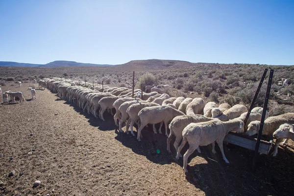 羊南アフリカの農場で食べる — ストック写真