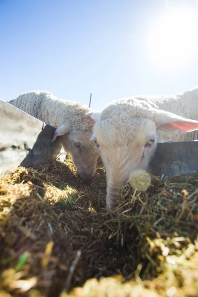 Πρόβατα τρώνε στο αγρόκτημα στη Νότια Αφρική — Φωτογραφία Αρχείου