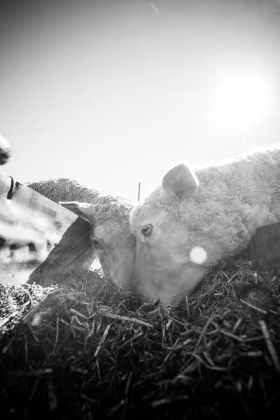 Ovce jíst na farmě v Jižní Africe — Stock fotografie