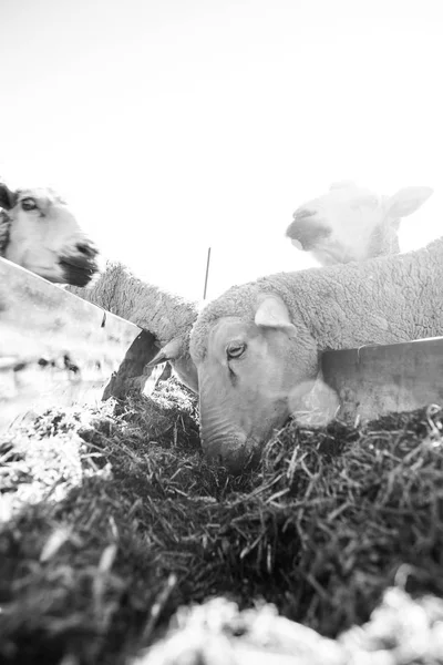 Comer ovejas en la granja en Sudáfrica — Foto de Stock