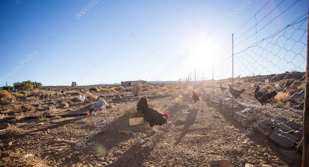  image of a chicken on a farm