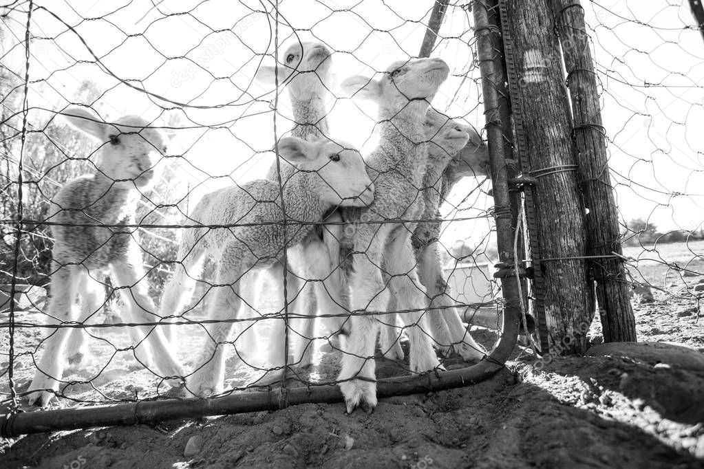  Sheep eating at  farm  in South Africa