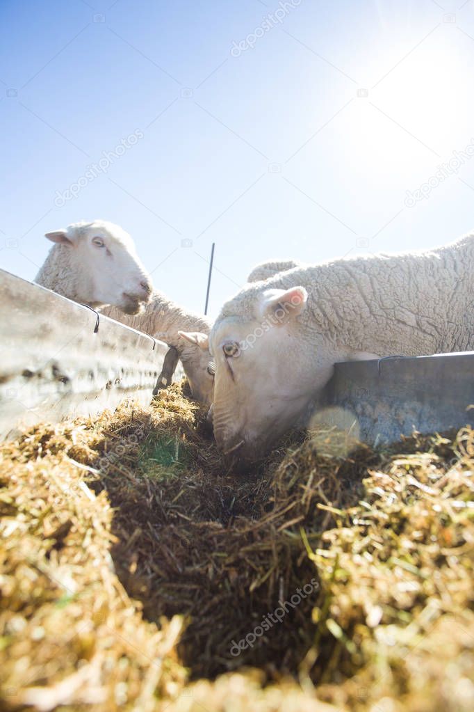  Sheep eating at  farm  in South Africa