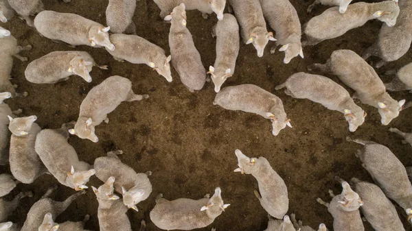 Vista aérea sobre um bando de ovelhas em uma fazenda — Fotografia de Stock