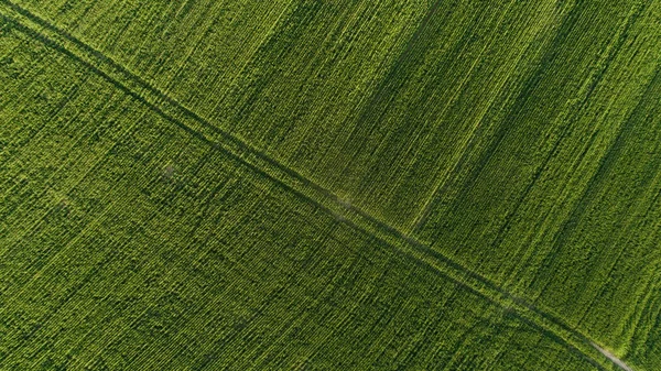 Zelená pšenice pole v regionu Swartland — Stock fotografie