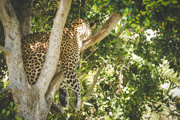 Θηλυκό leopard κοιμάται σε ένα δέντρο — Φωτογραφία Αρχείου