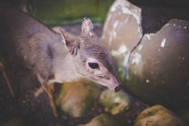  Mavi duiker antilop