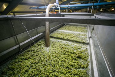 Süzgeç içinde beyaz üzüm 