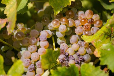 üzüm çekilmek üzere hazır