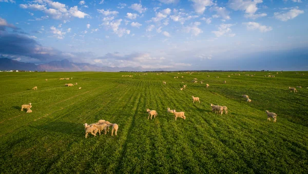 Aerial view over a flock of sheep on a farm — Stock Photo, Image