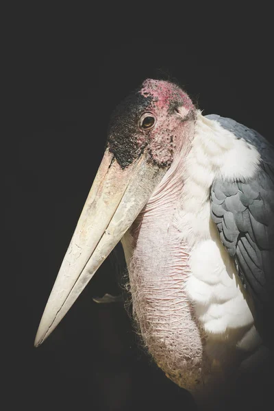 Vista Cerca Una Cigüeña Marabú Zoológico — Foto de Stock