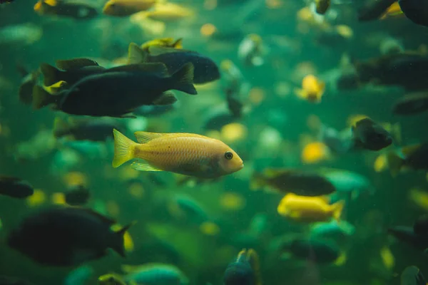 Escola de cichlid malaui em um aquário — Fotografia de Stock