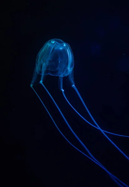 W akwarium jellyfish Box — Zdjęcie stockowe