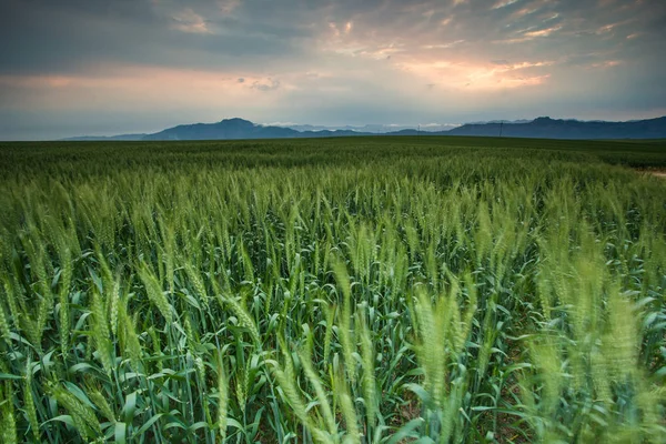 Bright green wheat field — Stock Photo, Image