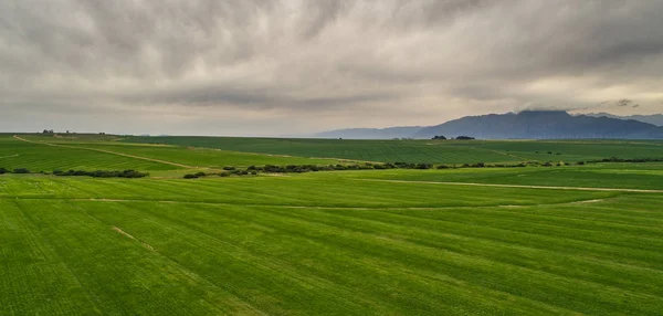 Green wheat field in the Swartland — Stock Photo, Image