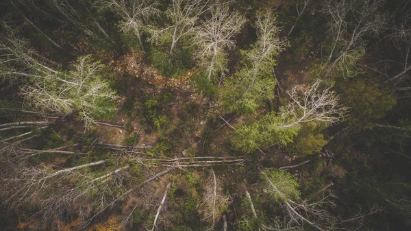 Luchtfoto via een droog bos — Stockfoto