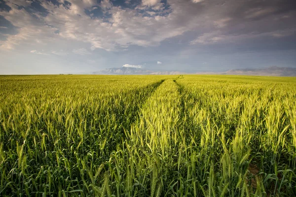 Bright green wheat field — Stock Photo, Image