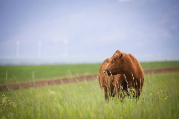 Koe in een groene weide — Stockfoto