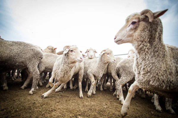 Rebanho de ovinos na exploração — Fotografia de Stock