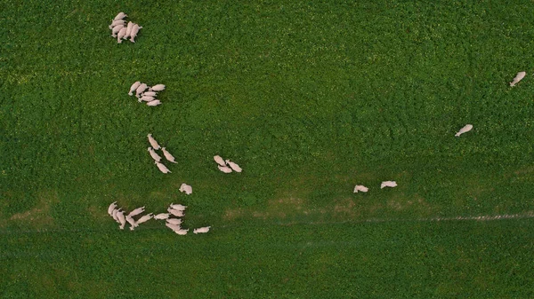 Aerial view over a flock of sheep on a farm — Stock Photo, Image