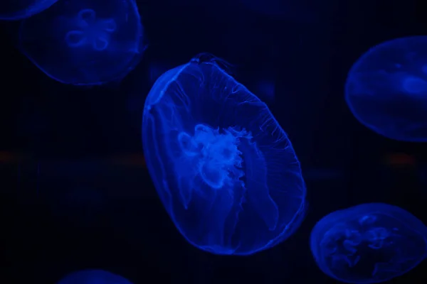 Moon jellyfish in an aquarium — Stock Photo, Image