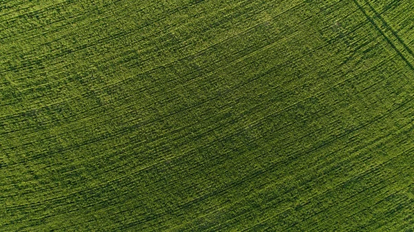 Swartland yeşil buğday alanında — Stok fotoğraf