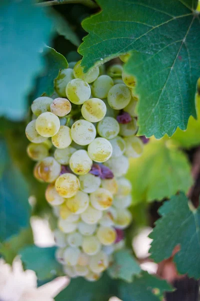 Uvas listas para ser recogidas — Foto de Stock