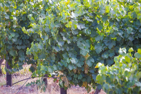 Uvas listas para ser recogidas —  Fotos de Stock