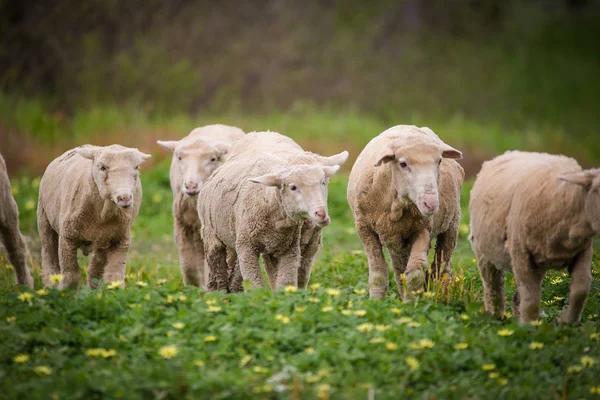 Flock of sheep on a green pasture — Stock Photo, Image
