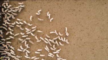 Aerial view over a flock of sheep on a farm clipart