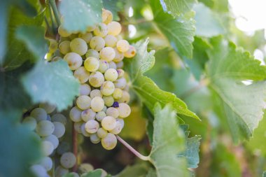 üzüm çekilmek üzere hazır