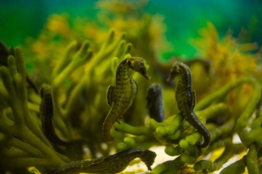 Close up image of seahorses clipart